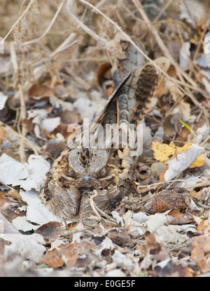 Collo rosso nightjar Caprimulgus ruficollis sono ' appollaiati durante il giorno presso La Janda Andalusia Spagna durante il mese di settembre Foto Stock