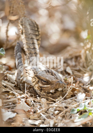 Collo rosso nightjar Caprimulgus ruficollis sono ' appollaiati durante il giorno presso La Janda Andalusia Spagna durante il mese di settembre Foto Stock