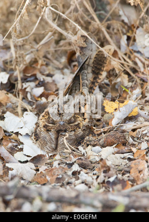 Collo rosso nightjar Caprimulgus ruficollis sono ' appollaiati durante il giorno presso La Janda Andalusia Spagna durante il mese di settembre Foto Stock