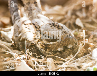 Collo rosso nightjar Caprimulgus ruficollis sono ' appollaiati durante il giorno presso La Janda Andalusia Spagna durante il mese di settembre Foto Stock