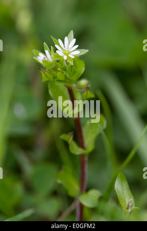 Mouse comune-orecchio (Cerastium fontanum) Foto Stock