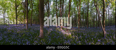 Alba e sole primaverile brilla la vita in un antico castagno bosco di faggio con un pavimento di foresta delle Bluebells Foto Stock