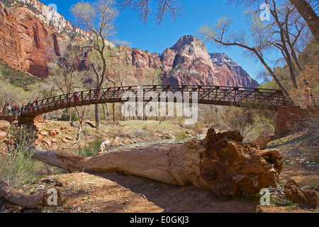 Vista dal pool di smeraldo Trail nel Zion Canyon Zion National Park, Utah, Stati Uniti d'America, America Foto Stock