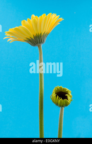 Giallo fiore di gerbera isolata su uno sfondo blu Foto Stock