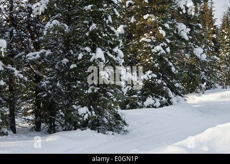 Coperta di neve alberi all'hotel di ghiaccio in Jukkäsjarvi vicino a Kiruna, Svezia Foto Stock