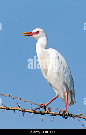 Vacca di airone, airone guardabuoi (Bulbulcus ibis - fase di allevamento) in salamoia a Naivasha, Kenya., Kuhreiher, airone guardabuoi (Bulbulcus ibis - Foto Stock