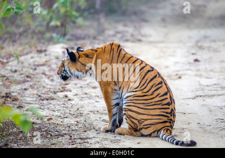 Adulto tigre del Bengala guardando una preda a Jim Corbett National Park, India [Panthera Tigris] Foto Stock