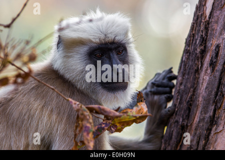 Indian languore, monkey (Presbytis entellus) su un albero a Jim Corbet National Park, India. Foto Stock