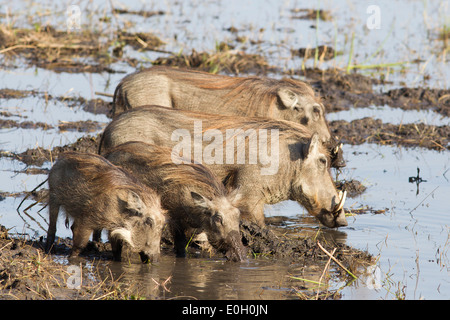 Warthog famiglia, Liwonde National Park, Malawi, Africa Foto Stock