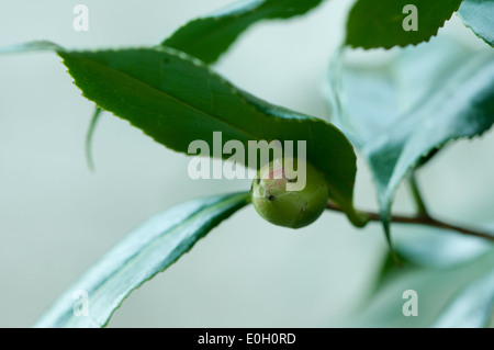 germoglio di Camelia Foto Stock