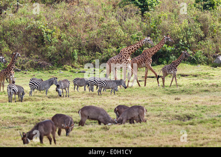 Massai giraffe, Giraffa camelopardalis, zebre e waterbucks, Parco Nazionale di Arusha, Tanzania, Africa orientale, Africa Foto Stock