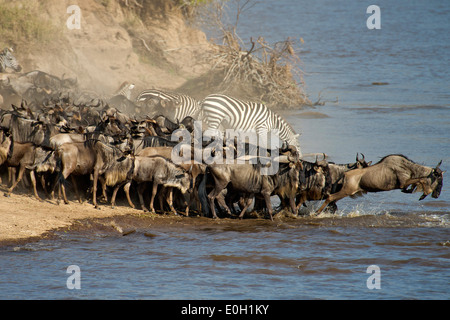 Wildebeests attraversando il fiume Mara, Kenya, all'inizio di agosto, parte della loro migrazione annuale. Foto Stock