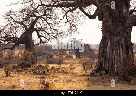 Leone africano maschio dorme sotto Baobab, Panthera leo, Ruaha National Park, Tanzania, Africa orientale, Africa Foto Stock