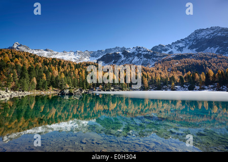 I larici in autunno colori e montagne innevate riflettendo in un lago di montagna, lago Saoseo, Val da camma, Val Poschiavo, Li Foto Stock