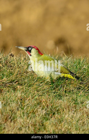 Grünspecht (Picus viridis) Picchio verde • Ostalbkreis, Baden-Württemberg, Deutschland, Germania Foto Stock