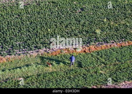 Vista aerea contadino con due cani a lavorare nel campo del Messico centrale Foto Stock