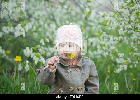 Piccola bambina con la sindrome di Down in bocca tira il tarassaco Foto Stock