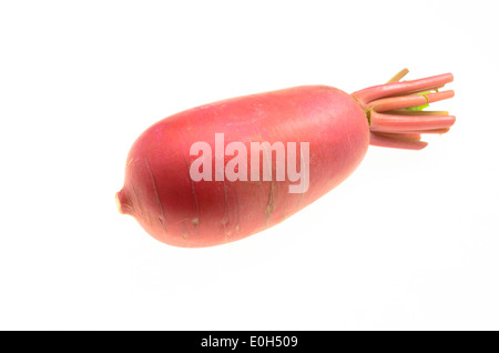 Radicchio Rosso. Isolato su sfondo bianco Foto Stock
