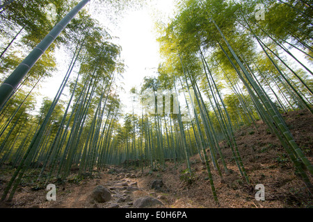 Percorso nella foresta di bamboo sfondo Foto Stock