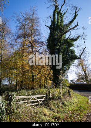 Ivy-placcati albero morto accanto a un tranquillo Wiltshire lane in inizio inverno Foto Stock