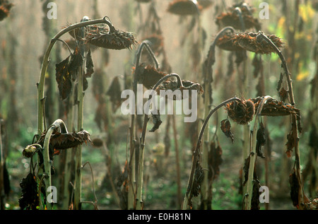 Appassì girasole (Helianthus annuus) in un girasole campo di coltivazione, Francia, Europa Foto Stock