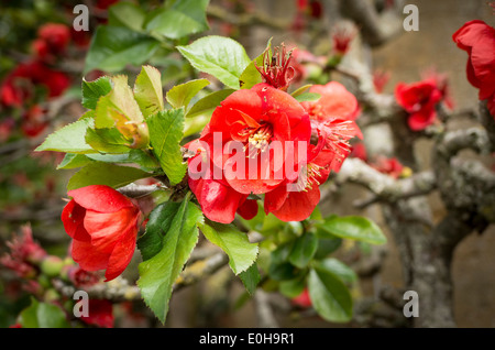 Chaenomeles 'Rowallane' nel maggio Foto Stock