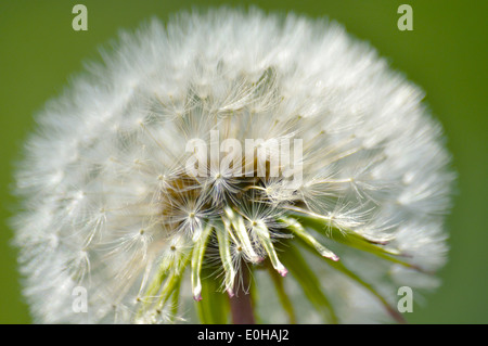 Testa di tarassaco close-up sullo sfondo verde Foto Stock