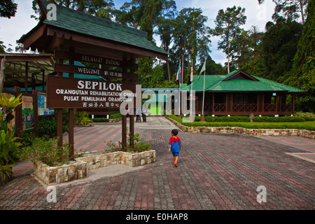 Centro di riabilitazione di Sepilok Orangutan si trova al di fuori di Sandakan nello stato di Sabah - MALESIA, BORNEO Foto Stock