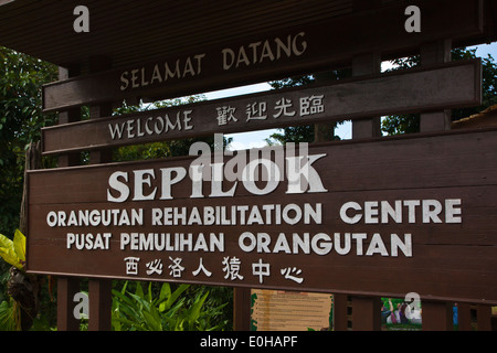 Centro di riabilitazione di Sepilok Orangutan si trova al di fuori di Sandakan nello stato di Sabah - MALESIA, BORNEO Foto Stock