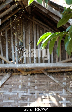 Grandi ragni web sul lato di una casa contenente un golden orb-spider web in un villaggio rurale in Giava Est Indonesia Foto Stock