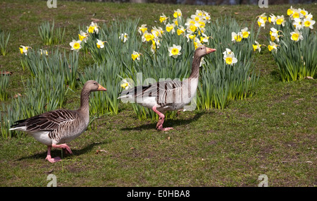Due oche camminando closeup vista laterale su fiori di primavera sullo sfondo Foto Stock
