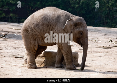 A tutta lunghezza elephant vista laterale su zoo sfondo all'aperto Foto Stock