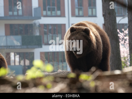 Grande orso bruno permanente sulla casa di città sullo sfondo di facciata Foto Stock