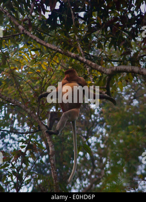 Un maschio di proboscide di scimmia (Nasalis larvatus) nel fiume Kinabatangan Wildlife Sanctuary - BORNEO Foto Stock
