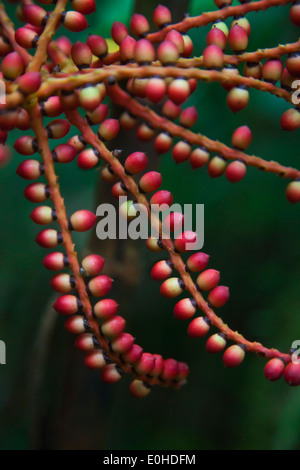 La fioritura di una pianta tropicale nel giardino botanico di KINABALU NATIONAL PARK che è un sito Patrimonio Mondiale - Sabah, BORNEO Foto Stock