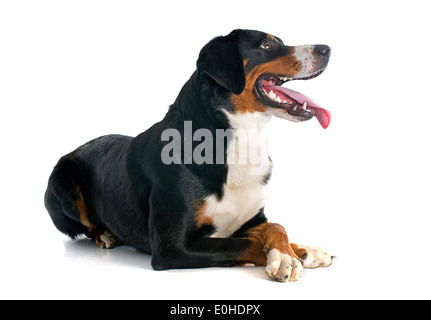 La Appenzeller Sennenhund davanti a uno sfondo bianco Foto Stock