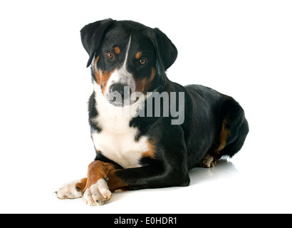 La Appenzeller Sennenhund davanti a uno sfondo bianco Foto Stock