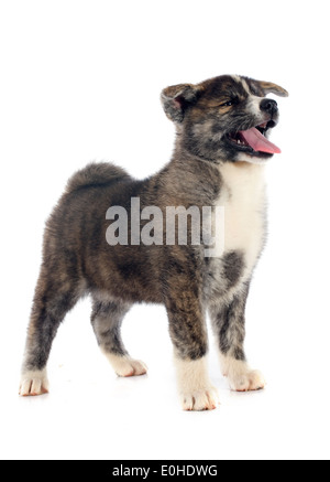 Cucciolo di akita inu davanti a uno sfondo bianco Foto Stock