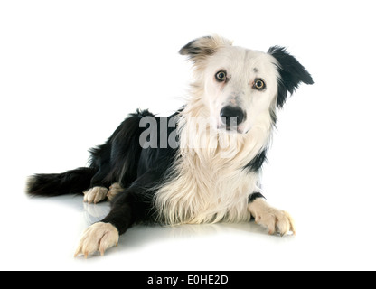 Di razza Border Collie davanti a uno sfondo bianco Foto Stock