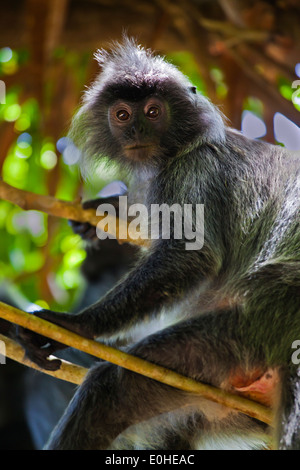Un backup di argento in foglia o di scimmia LUTUNG argenteo in Bako National Park che si trova nel Sarawak - BORNEO, MALAYSIA Foto Stock