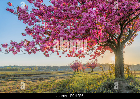 Cherry trees, Comox Bay Farm, Courtenay, British Columbia, Canada Foto Stock