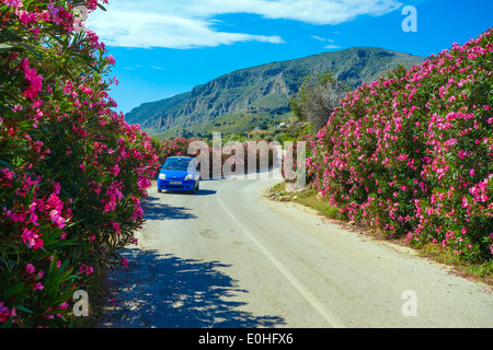 Piccola auto blu sulla stretta strada contornata da cespugli e fiori di colore rosso Foto Stock