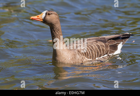 Maggiore è bianco-fronteggiata goose (Anser albifrons). Foto Stock