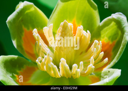 American tulip tree (Liriodendron Tulipifera) fiore, Lilburn, GEORGIA, STATI UNITI D'AMERICA Foto Stock