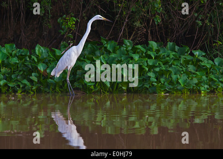 Un grande EGRIT (Ardea alba) oscilla lungo la riva del fiume in sul fiume Kinabatangan Wildlife Sanctuary - Sabah, BORNEO Foto Stock