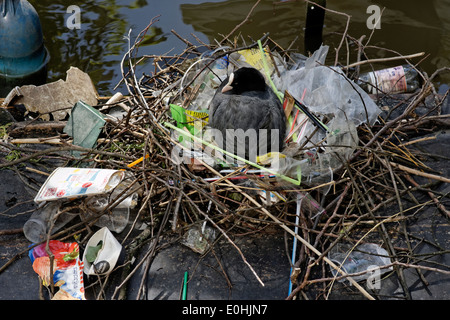 Un annidamento folaga ha utilizzato il bit del cestino per costruire il nido su un canale ad Amsterdam, in Olanda. Foto Stock
