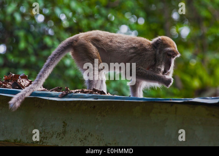 Un maschio lunga coda Macaque (Macaca fascicularis) su un tetto in Bako National Park - SARAWAK, BORNEO, MALAYSIA Foto Stock