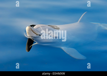 Comune di delfini Bottlenose o Atlantic Bottlenose Dolphin (Tursiops truncatus) Foto Stock