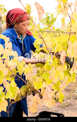 Donna raccolta uva in vigna durante il raccolto autunnale, Stellenbosch Winelands, Western Cape, Sud Africa Foto Stock