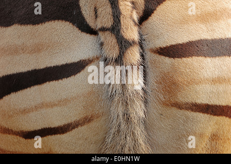 Burchell-Zebra o Chapman Zebra (Equus quagga chapmani, Equus quagga chapmanni), posteriore e le luci di coda Foto Stock